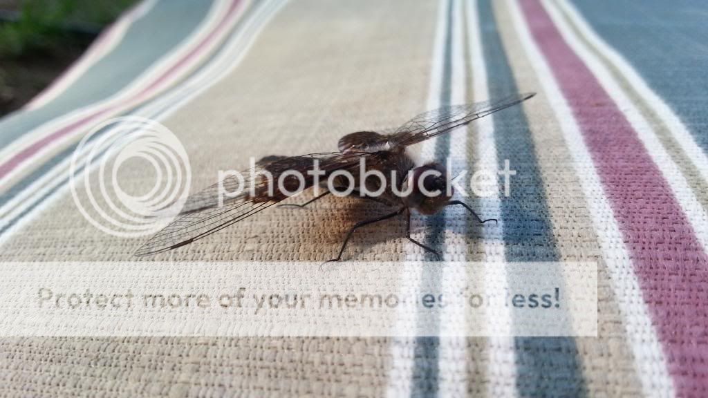  photo 20140425_183645_zpsbd145466.jpg